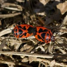 Attēlu rezultāti vaicājumam “Eurydema dominulus”