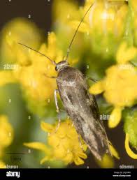 Attēlu rezultāti vaicājumam “Scythrididae”