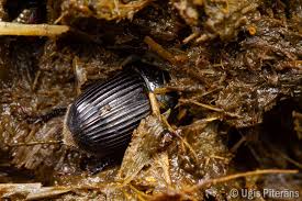 Attēlu rezultāti vaicājumam “Aphodius subterraneus”