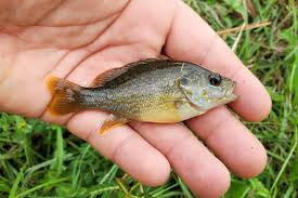 Image result for Lepomis cyanellus