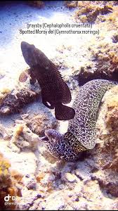 Image result for Cephalopholis cruentata