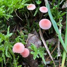 Attēlu rezultāti vaicājumam “Mycena rosella”