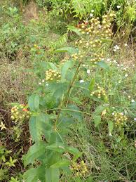 Attēlu rezultāti vaicājumam “Lysimachia vulgaris fruit”