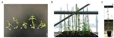 Attēlu rezultāti vaicājumam “Humulus lupulus bud”