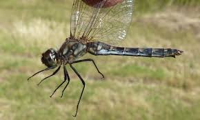 Attēlu rezultāti vaicājumam “Sympetrum danae”