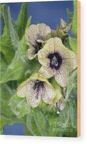 Attēlu rezultāti vaicājumam “Hyoscyamus niger”