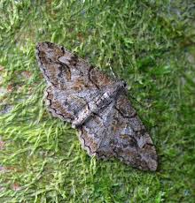 Attēlu rezultāti vaicājumam “Alcis repandata”