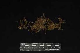 Attēlu rezultāti vaicājumam “Pogonatum dentatum”