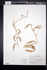 Attēlu rezultāti vaicājumam “Lycopodium dubium”