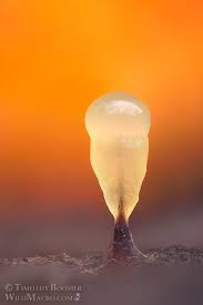 Attēlu rezultāti vaicājumam “Comatricha fragilis stalked”