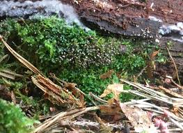 Attēlu rezultāti vaicājumam “Physarum murinum”