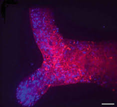 Attēlu rezultāti vaicājumam “Physarum flavicomum macro”