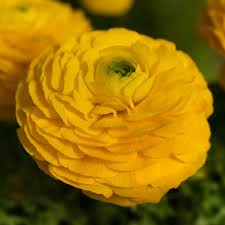 Attēlu rezultāti vaicājumam “Ranunculus mendax”