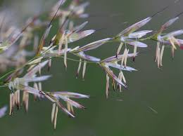 Attēlu rezultāti vaicājumam “Arrhenatherum elatius”