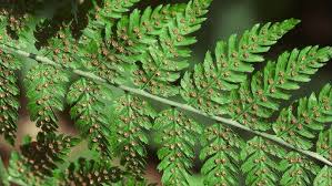 Attēlu rezultāti vaicājumam “Dryopteris expansa”