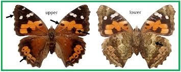 Attēlu rezultāti vaicājumam “Vanessa cardui underside”