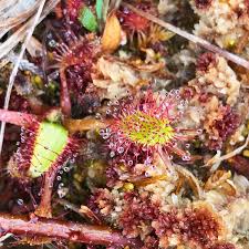 Attēlu rezultāti vaicājumam “Drosera anglica fruit”