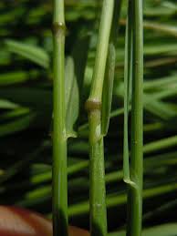 Attēlu rezultāti vaicājumam “Poa palustris”