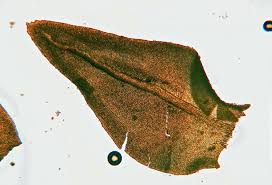 Attēlu rezultāti vaicājumam “Anomodon attenuatus”