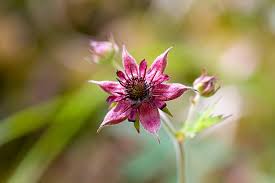 Attēlu rezultāti vaicājumam “Comarum palustre flower”