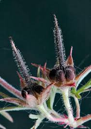 Attēlu rezultāti vaicājumam “Geranium dissectum leaf”