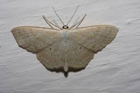 Attēlu rezultāti vaicājumam “Scopula floslactata”