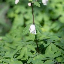 Attēlu rezultāti vaicājumam “Isopyrum thalictroides flower”