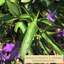 Attēlu rezultāti vaicājumam “Viola uliginosa leaf”