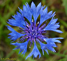 Attēlu rezultāti vaicājumam “Cyanus segetum”