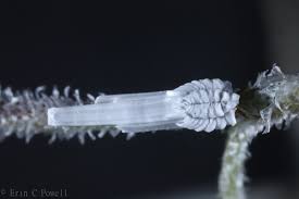 Attēlu rezultāti vaicājumam “Orthezia urticae”