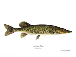 Image result for Esox lucius