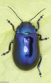 Attēlu rezultāti vaicājumam “Linaeidea aenea”