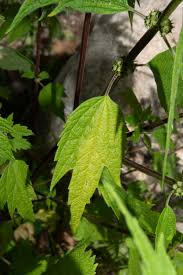 Attēlu rezultāti vaicājumam “Leonurus cardiaca leaf”