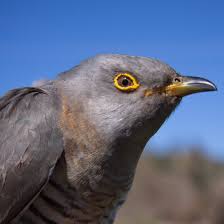 Attēlu rezultāti vaicājumam “Cuculus canorus”