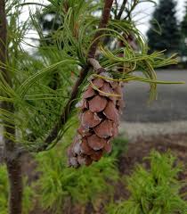 Attēlu rezultāti vaicājumam “Pinus strobus fruit”