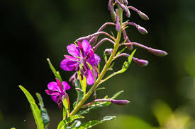 Attēlu rezultāti vaicājumam “Epilobium angustifolium”
