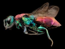 Attēlu rezultāti vaicājumam “Chrysididae”