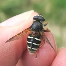 Attēlu rezultāti vaicājumam “Sericomyia lappona”