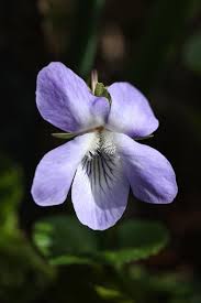 Attēlu rezultāti vaicājumam “Viola odorata flower”