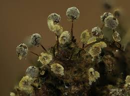 Attēlu rezultāti vaicājumam “Physarum melleum”