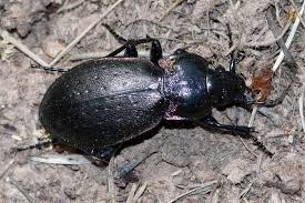 Attēlu rezultāti vaicājumam “Carabus nemoralis”
