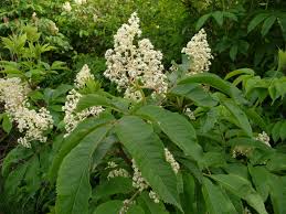 Attēlu rezultāti vaicājumam “Sambucus racemosa flower”