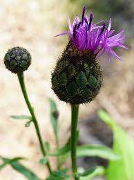 Attēlu rezultāti vaicājumam “Centaurea scabiosa bud”