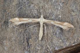 Attēlu rezultāti vaicājumam “Platyptilia sp.”