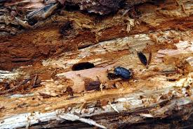 Attēlu rezultāti vaicājumam “Peltis grossa”