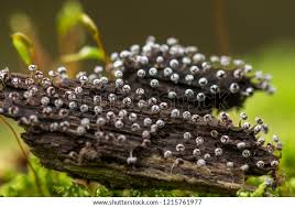 Attēlu rezultāti vaicājumam “Physarum leucophaeum spores”