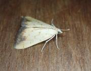 Attēlu rezultāti vaicājumam “Evergestis extimalis”