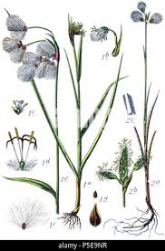 Attēlu rezultāti vaicājumam “Eriophorum gracile fruit”