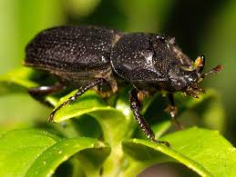Attēlu rezultāti vaicājumam “Sinodendron cylindricum female”