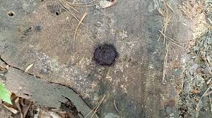 Attēlu rezultāti vaicājumam “Stemonitidaceae”